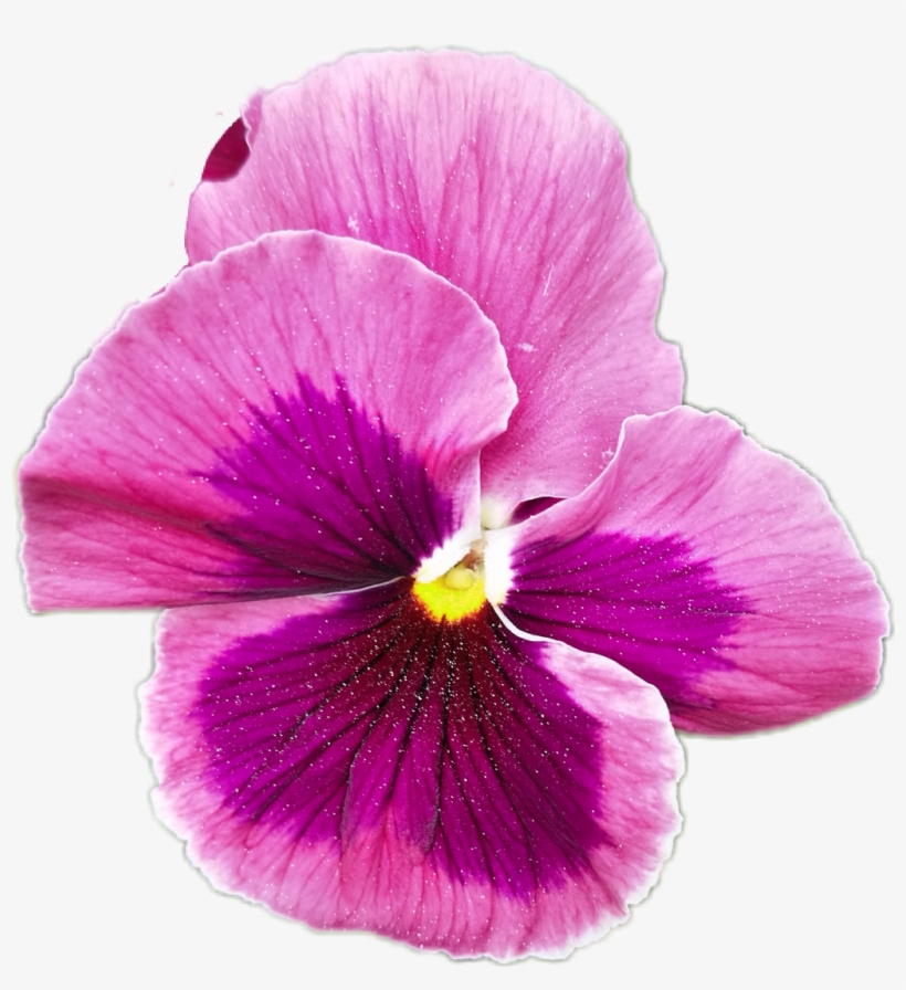 Balloon Sticker - Pansy, transparent png #9698606
