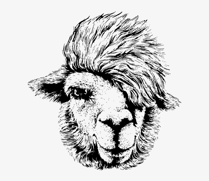 Main Home - Llama Drawings Black And White, transparent png #9698825