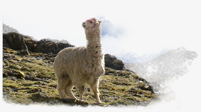 Hundreds Of Years Ago, In The Heights Of Peru, The - Llama, transparent png #9699124