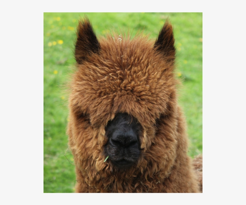 Little Lucy In Full Fleece Just Before Shearing - Alpaca, transparent png #9699306
