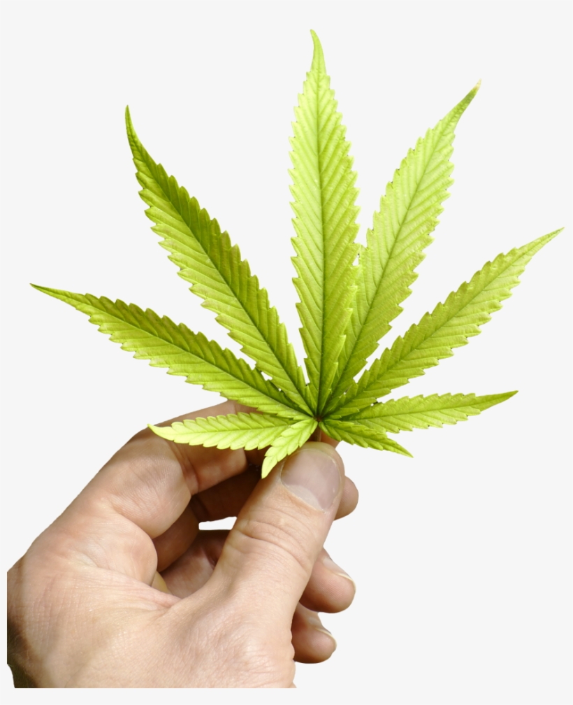 Cannabis Careers - Cannabis, transparent png #970128