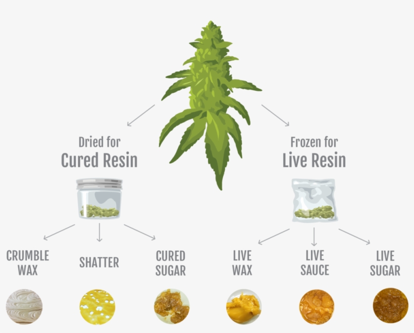 Infographic - Cannabis Concentrates, transparent png #970154