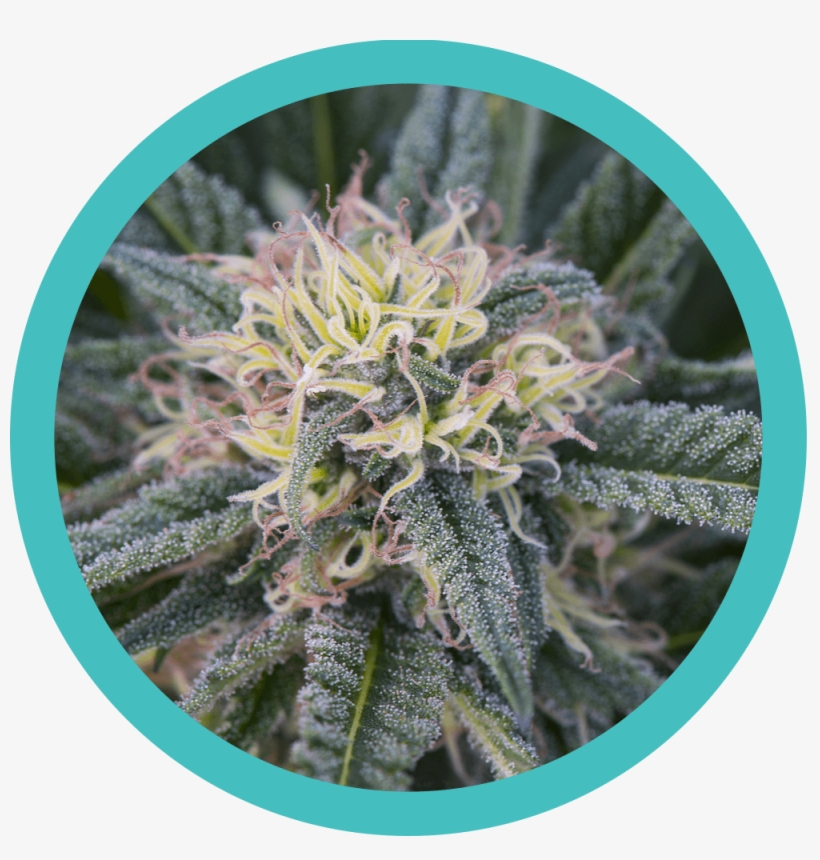 One Marijuana Plant Medical Marijuana Card - Cannabis Art Deep 3d Photography Lenticular Imaging, transparent png #970156