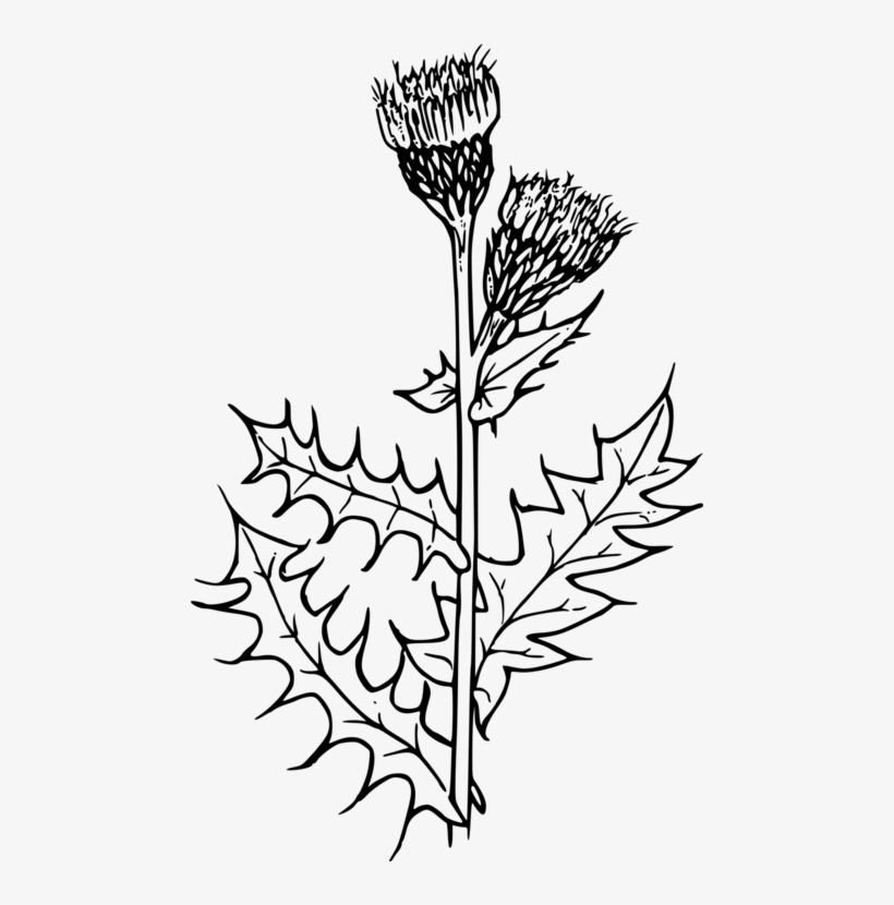 Creeping Thistle Drawing Flower Milk Thistle - Scottish Thistle Colouring Page, transparent png #970260