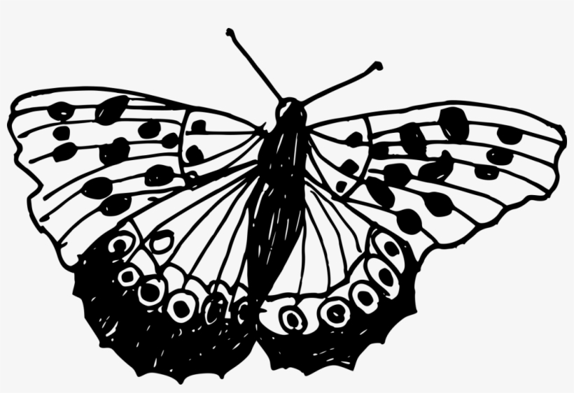 File Format File Size Free Download Butterfly Drawing - Drawing, transparent png #971449