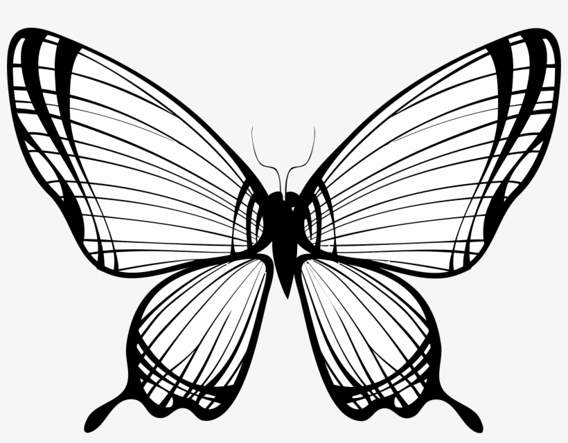 Big Image - Butterfly On Print 1 Poster, transparent png #971712