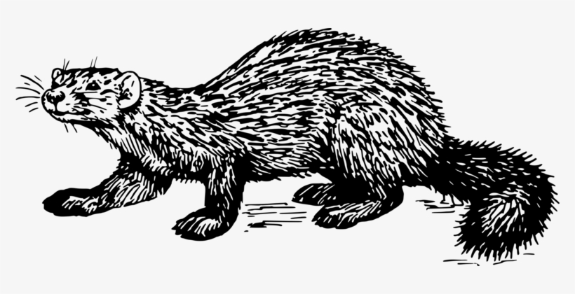 Mink Marten Ferret Drawing Cat - Mink Clipart, transparent png #973443