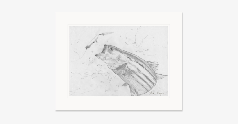 Banner Free Jellyfish Study Original Sketch - Drawing, transparent png #973629