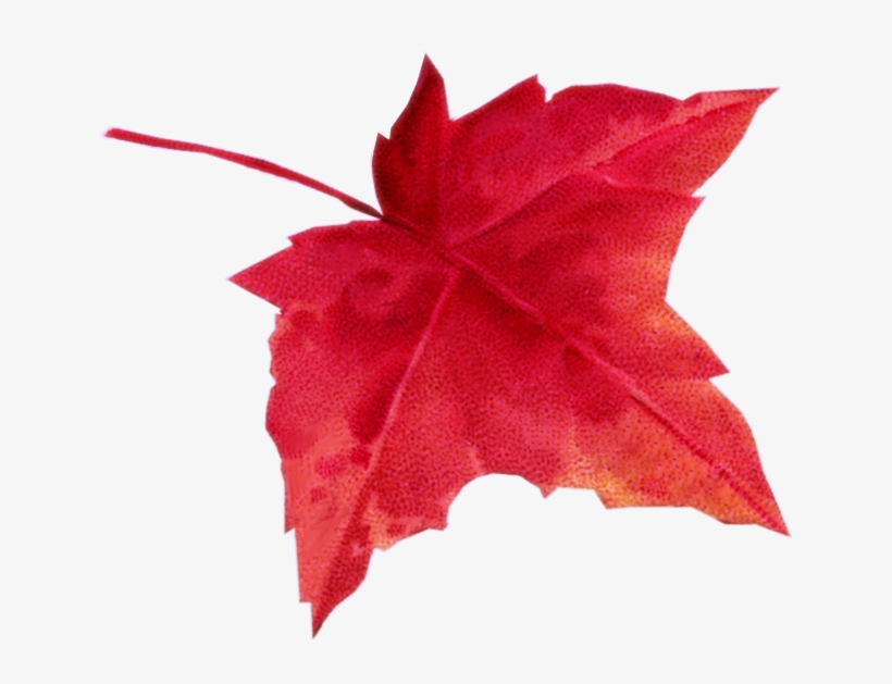 Autumn Leaves - Лист Клена Осень, transparent png #975328