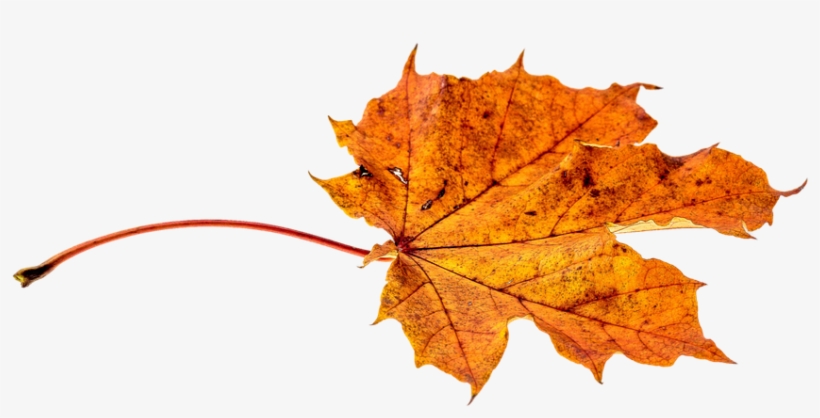 Autumn, Leaves, Leaf, Png, Transparent, Fall Color - Transparent Autumn Leaf, transparent png #975506