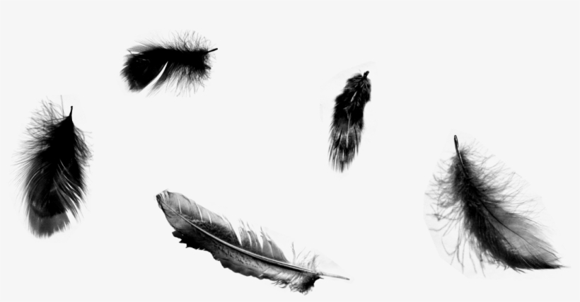 Black Feathers Falling Png - Once Upon A Time 5 Poster, transparent png #975816