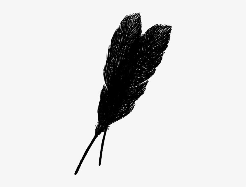 Feathersoftcimage - Transparent Black Feathers Png, transparent png #975843