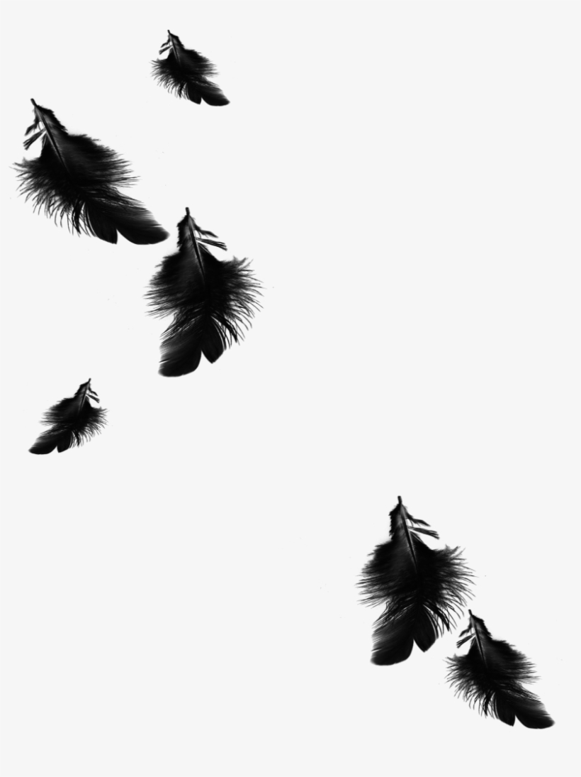 Mq Black Feather Feathers Floating Falling - Black Feathers Falling Png, transparent png #976083