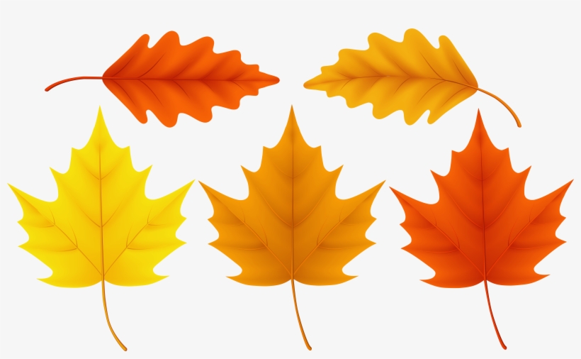 Sugar Maple Leaf Acorn, transparent png #976453