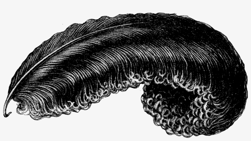 Downloads - Ostrich Feather Clipart, transparent png #976454