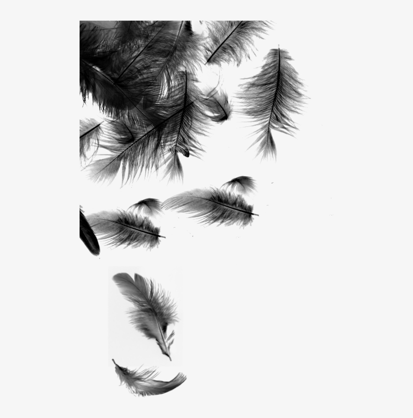 Black Feathers Falling, transparent png #976570
