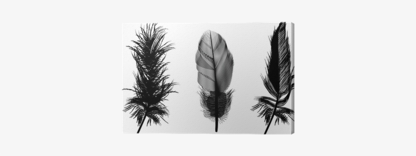 Three Black Feathers Illustration Canvas Print • Pixers® - Clementine And Claudia By Piper Milton, transparent png #976633