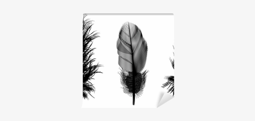 Three Black Feathers Illustration Wall Mural • Pixers® - Czarne Pióro, transparent png #976658
