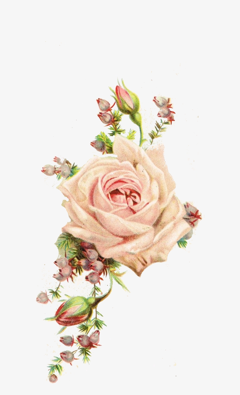 Roses, Vintage Printable - Vintage Flowers - Free Transparent PNG ...