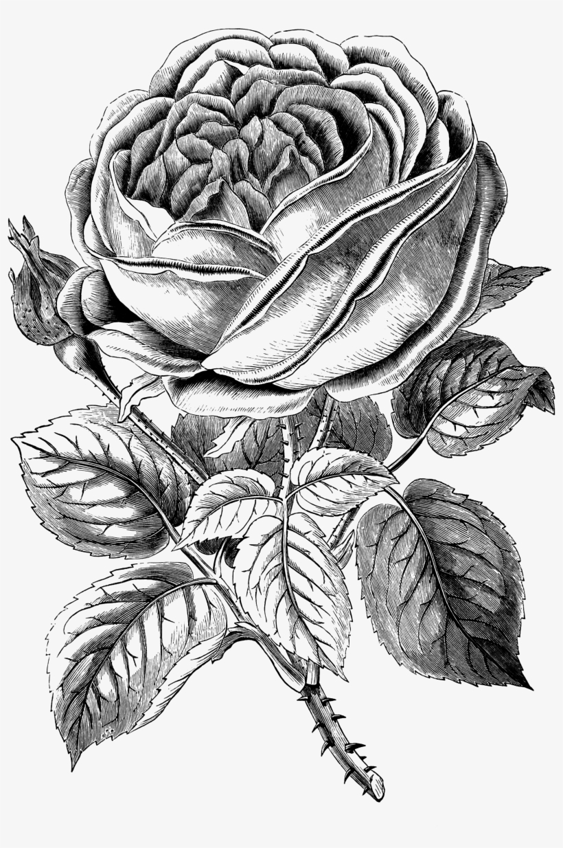 Jpeg Download, transparent png #977486