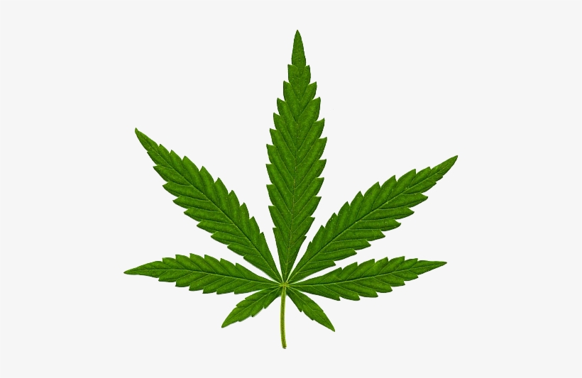 Cannabis Transparent Png Image - Cannabis .png, transparent png #977806