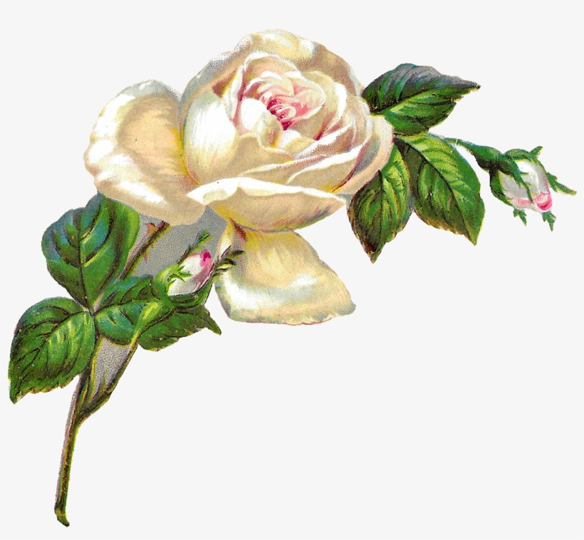 White Rose Shabby Chic Flower Image Clip Art Banner - White Roses Clip Art, transparent png #977834