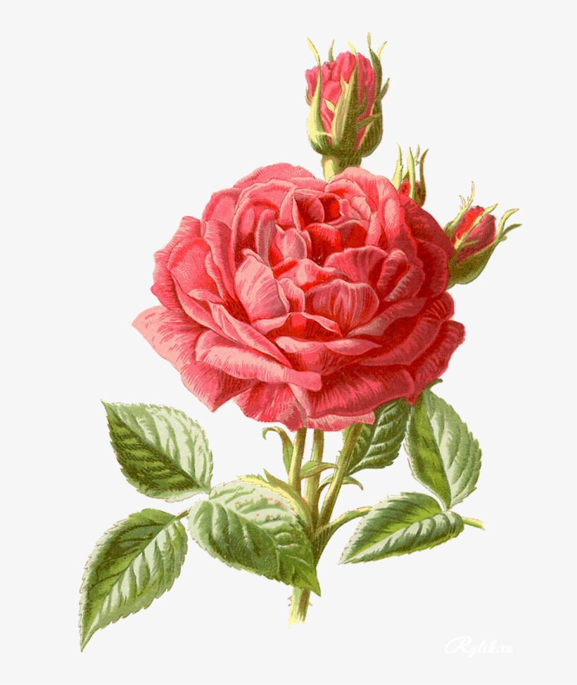 Pattern Cross Stitch Flower, transparent png #978385