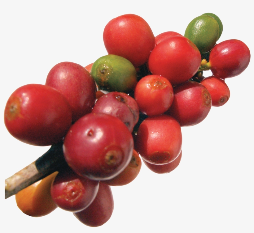Coffee Bean Png, transparent png #978386