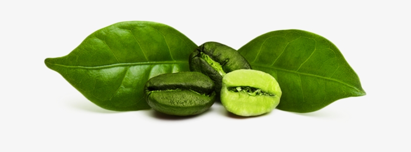 Green Coffee Bean Png Download - Green Coffee Bean Png, transparent png #978556