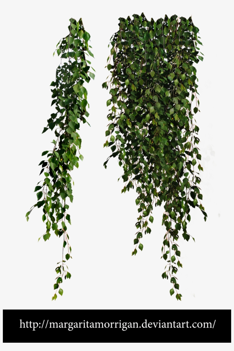 Birch Leaves By Margarita-morrigan - Cottingley Secret: A Novel, transparent png #978777