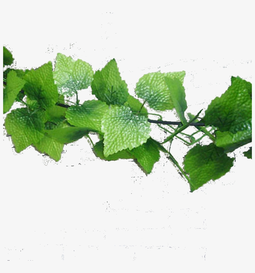 Su Shi Rattan Wall Hanging Fake Flower Vine Decorative - Grape Leaves, transparent png #979529