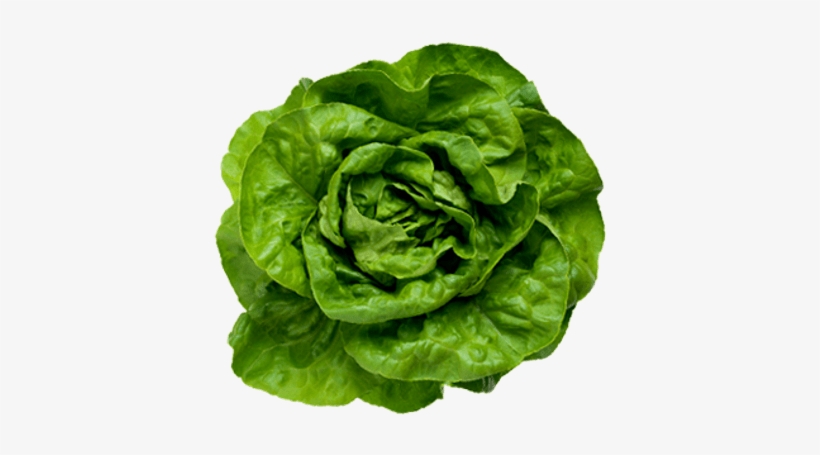 Lettuce Png Transparent, transparent png #979960