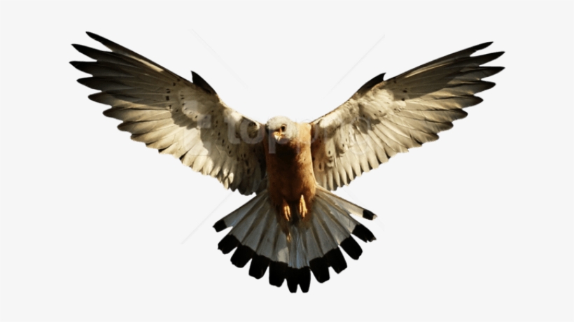 Free Png Images - Eagle Png, transparent png #9700198