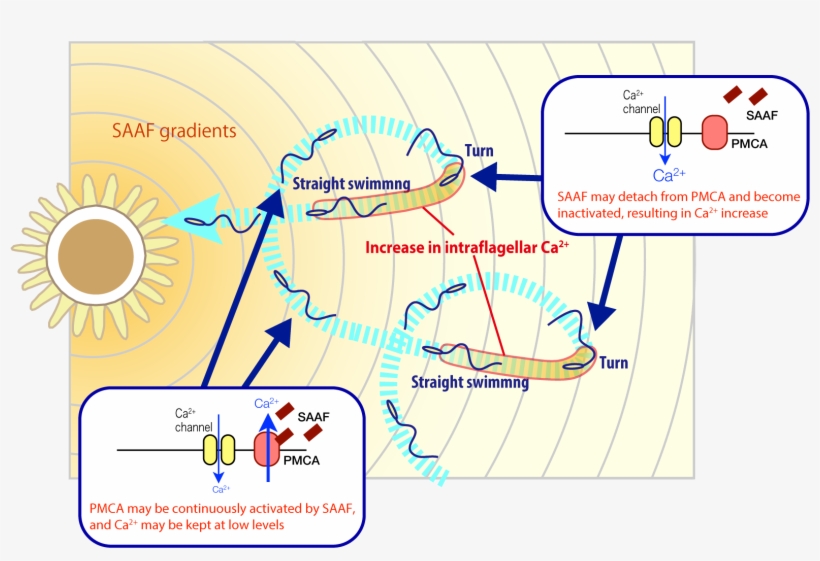 A Diagram Showing The Trajectory Of Sperm Cells, transparent png #9702638