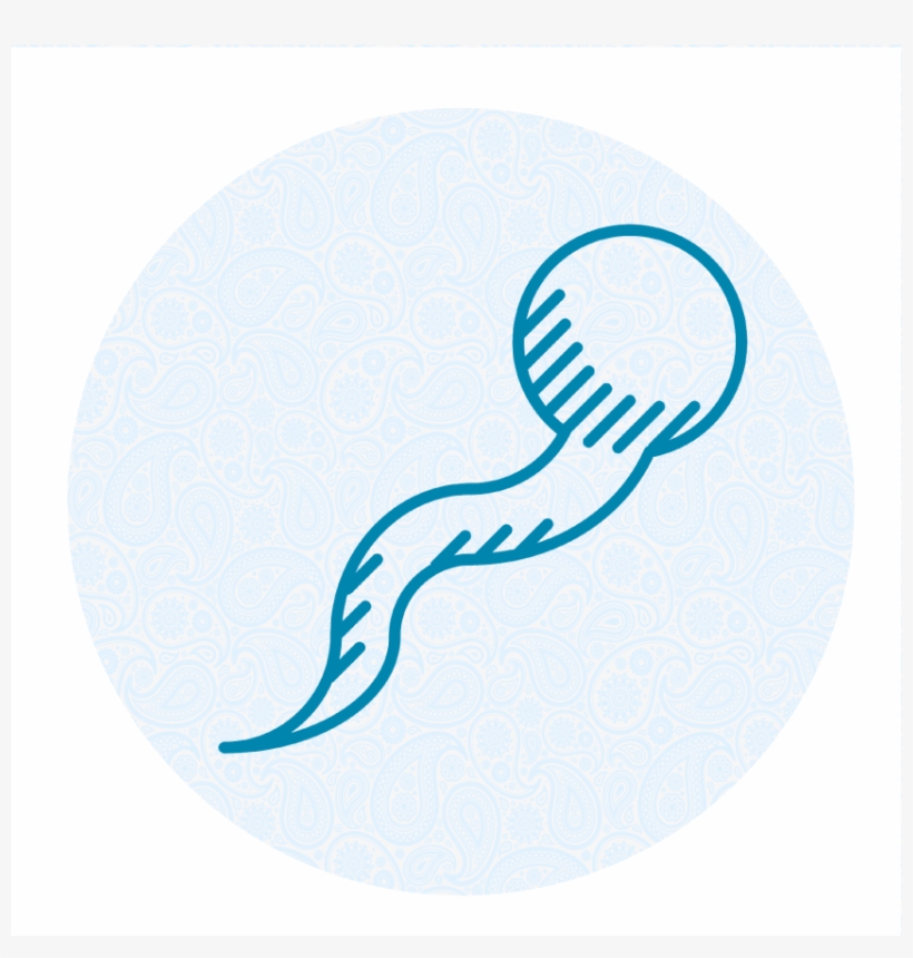 Helps Sperm Quality - Illustration, transparent png #9702749
