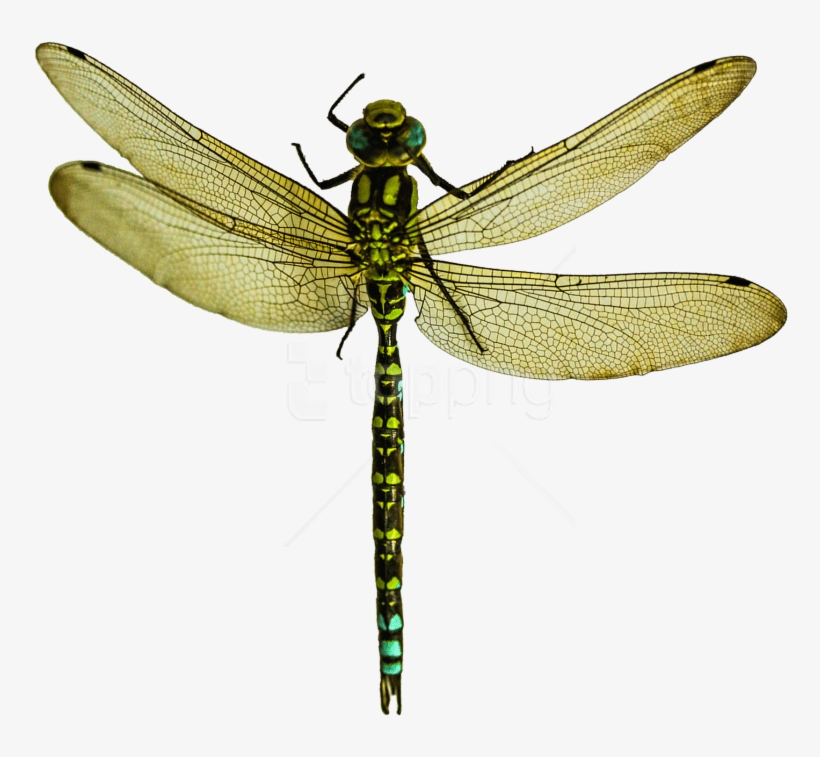 Free Png Download Dragonfly Png Images Background Png - Dragonfly Png, transparent png #9702758