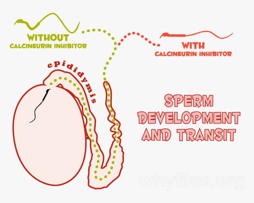 Diagram Of The Testis And Epididymis Illustrating How - Diagram, transparent png #9702858