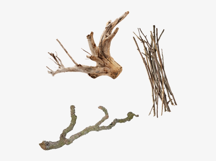 Photo By - - Wood, transparent png #9704326