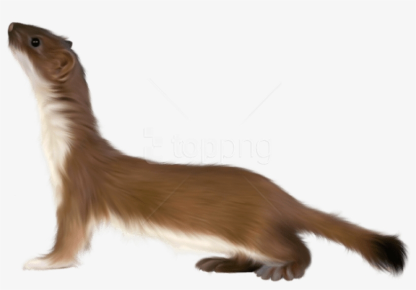 Free Png Otter Png Art Picture Png Images Transparent - Stoat Png, transparent png #9705015