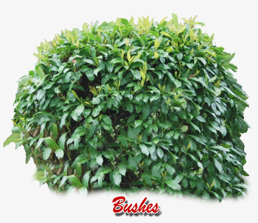 Shrubs Png - Bush Png, transparent png #9705247