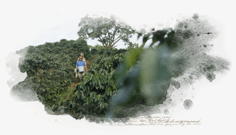 Discover Superbia Through The - Hedge, transparent png #9705620