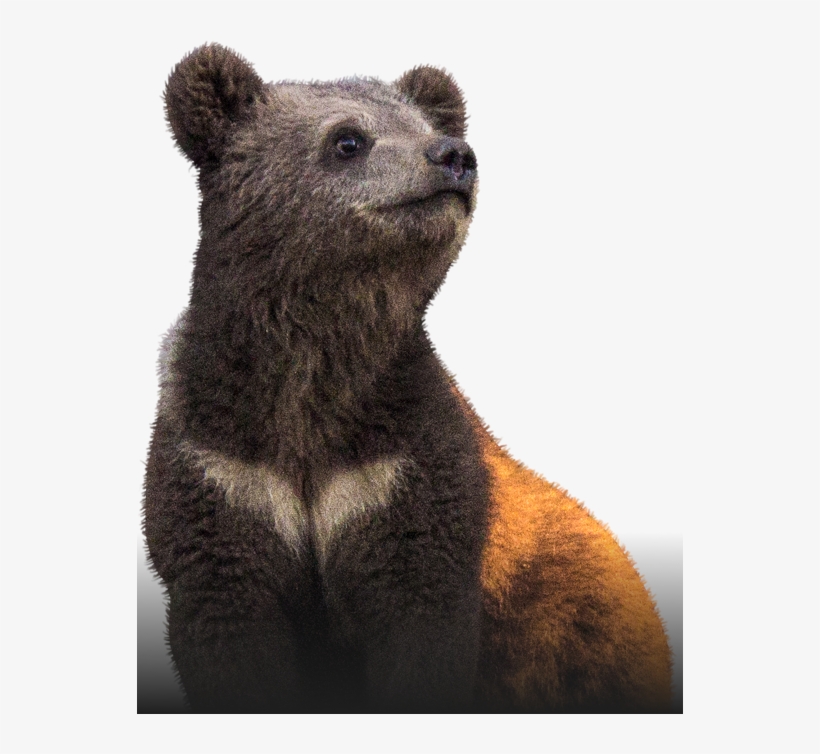 The Bear With An Unique Fate - Punxsutawney Phil, transparent png #9706025