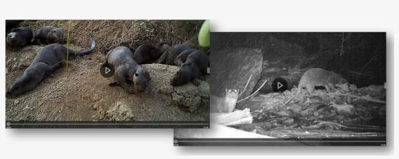 We Record Undisturbed Otter Behavior - Led-backlit Lcd Display, transparent png #9706336