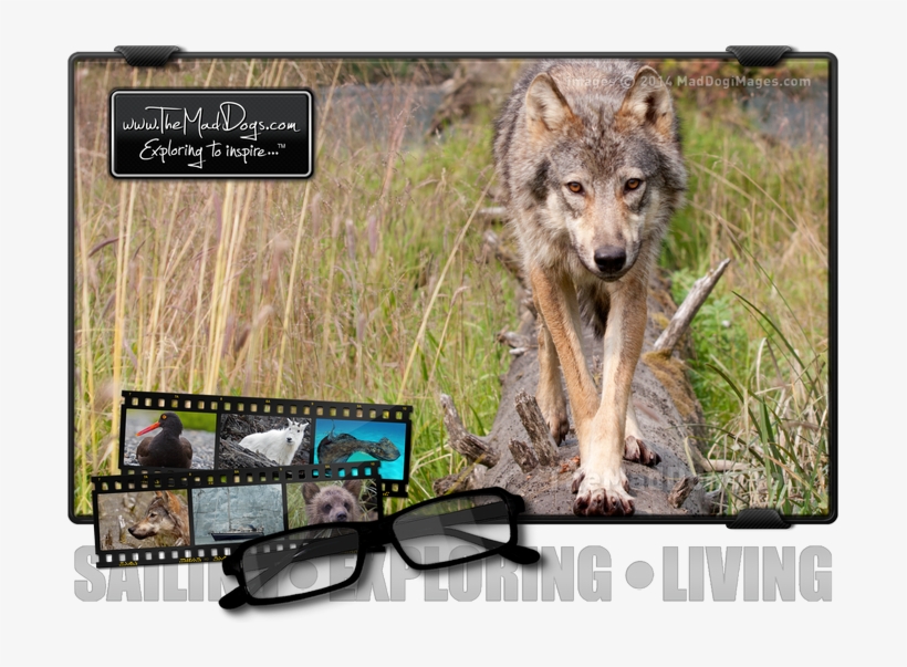Close Encounter With A Wild Wolf In Alaska - Wolfdog, transparent png #9708965