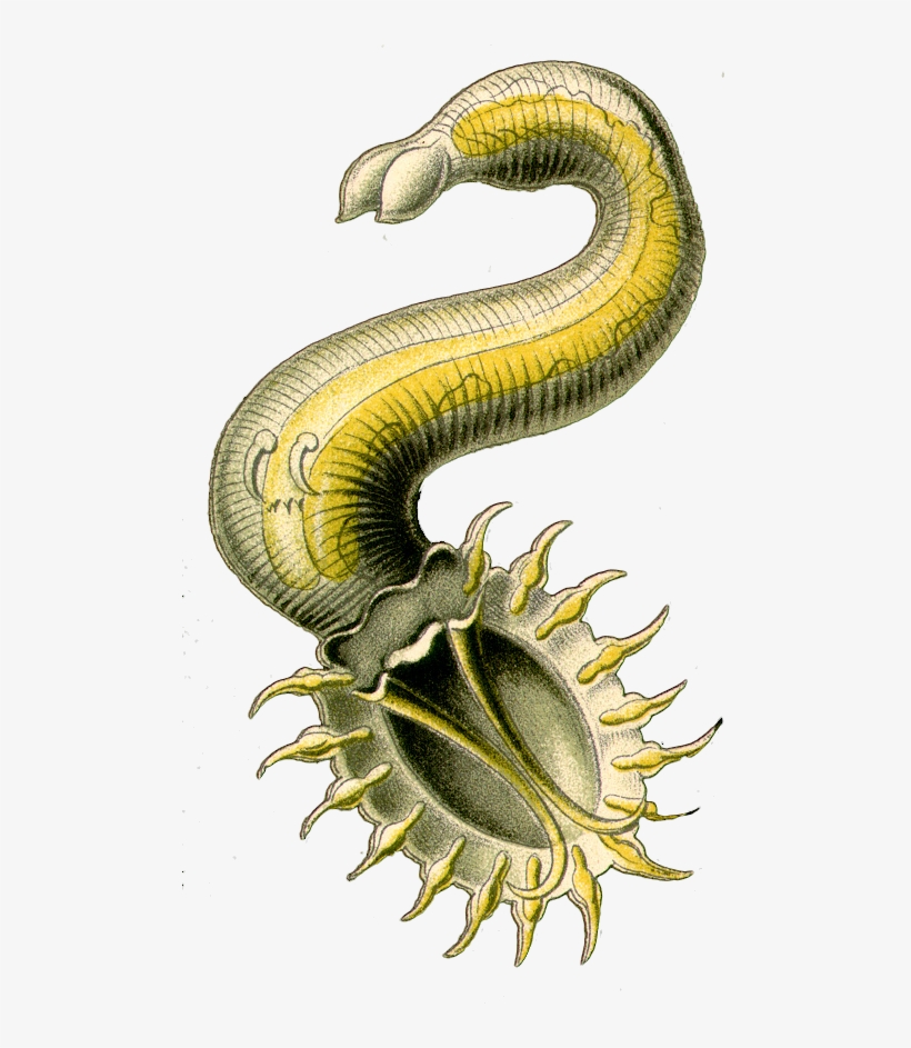 Ringed-worm, transparent png #9709293