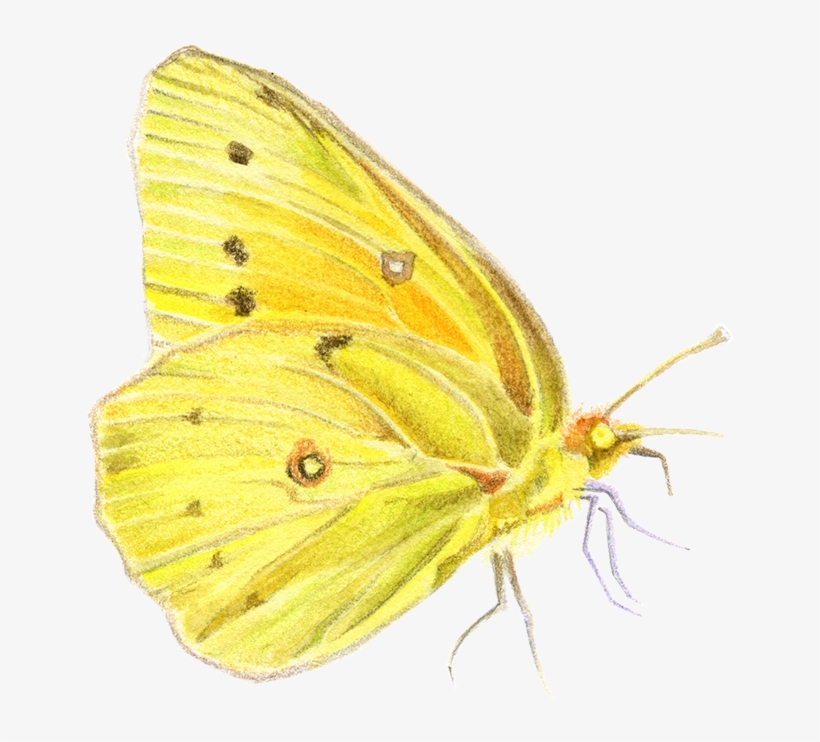 Habitat De Las Especies De La Reserva Biológica Huilo - Colias Hyale, transparent png #9710433