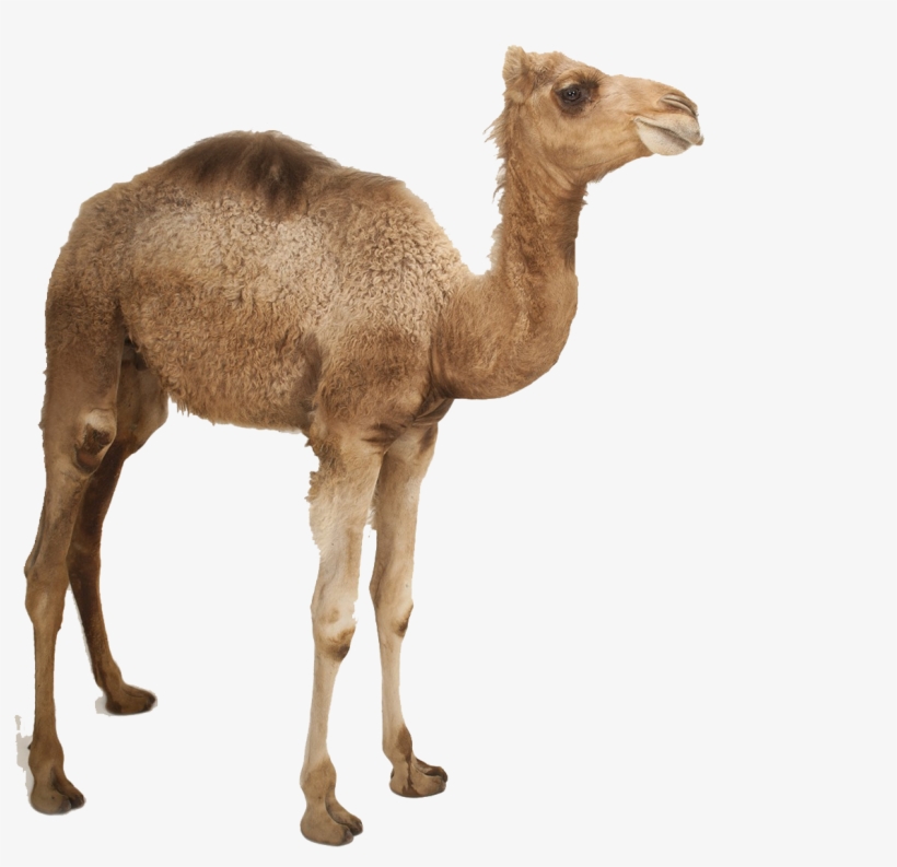 جمل صغير جدا, transparent png #9710867