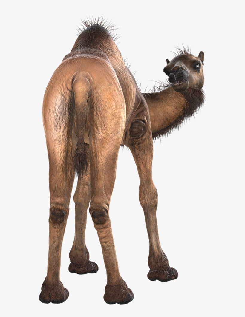 Camel Png Image & Camel Png Clipart Free Download - Camel, transparent png #9710905