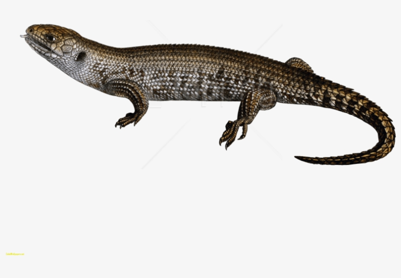 Free Png Download Lizard Png Images Background Png - Lizard Transparent, transparent png #9713278