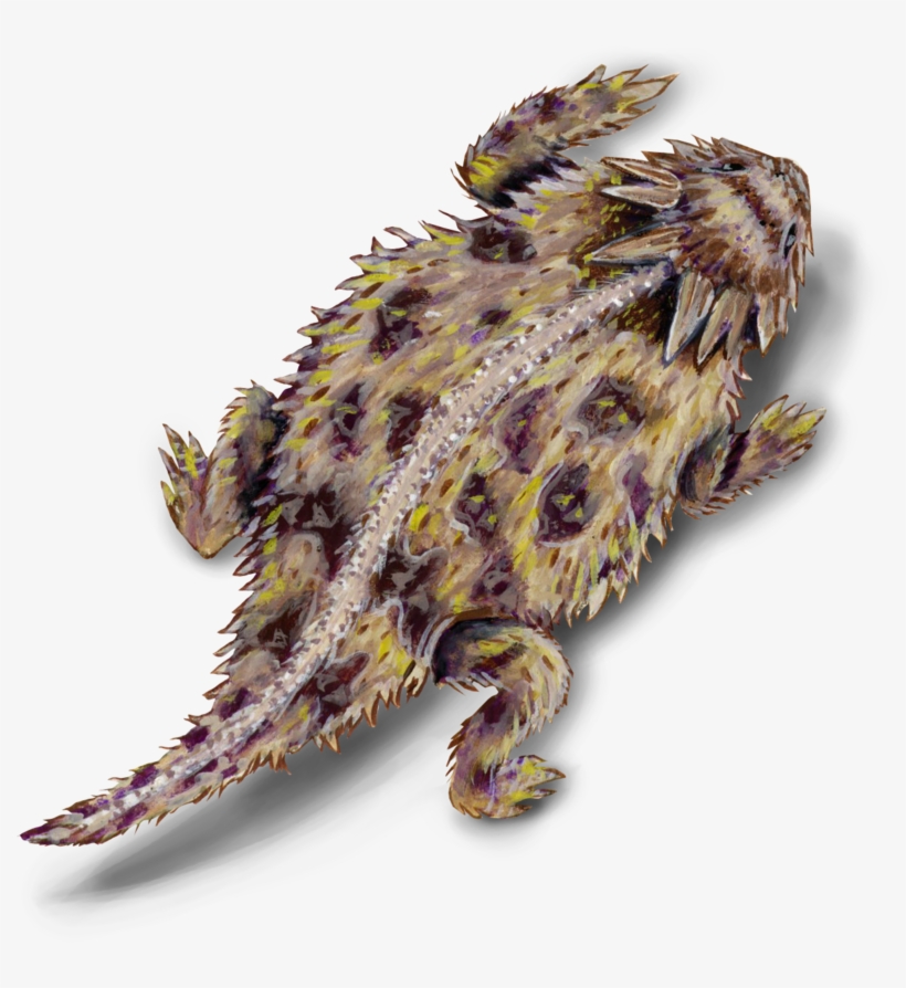 Lizard - Texas Horned Lizard, transparent png #9713618